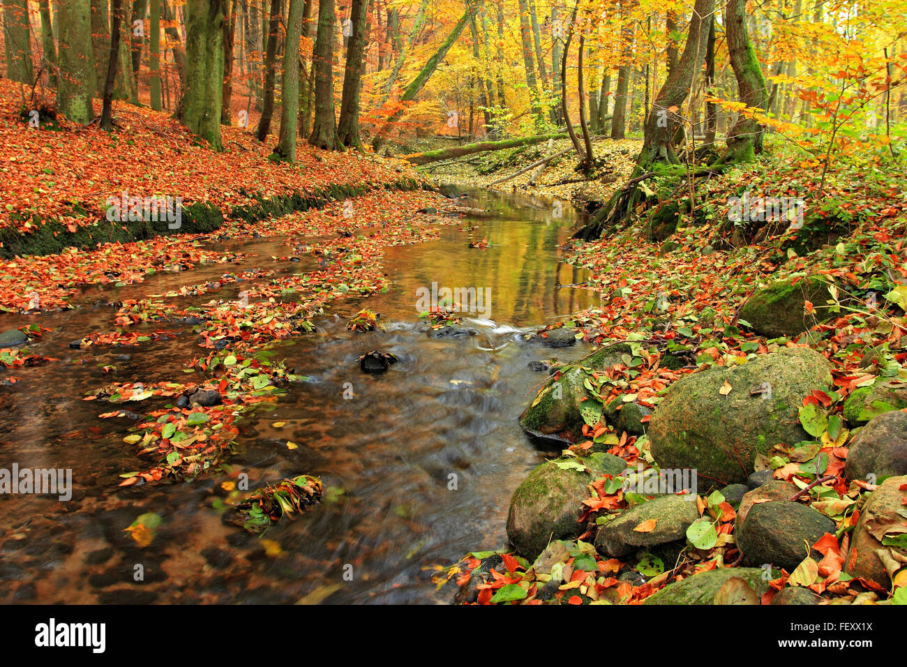 Rivière en forêt en automne, la Pologne Banque D'Images