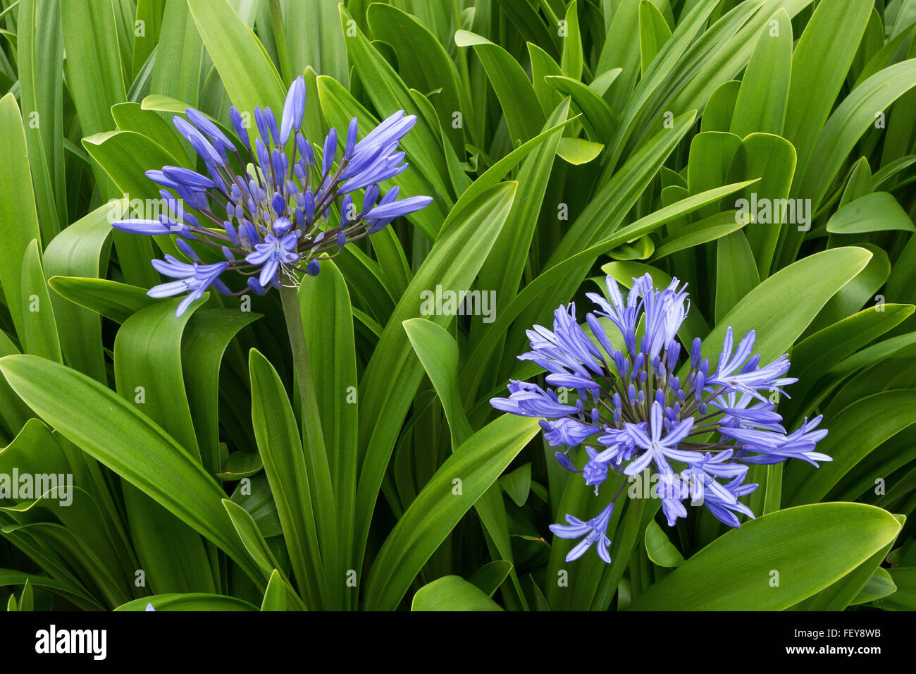 Lily of the Nile Agapanthus - fleurs Banque D'Images