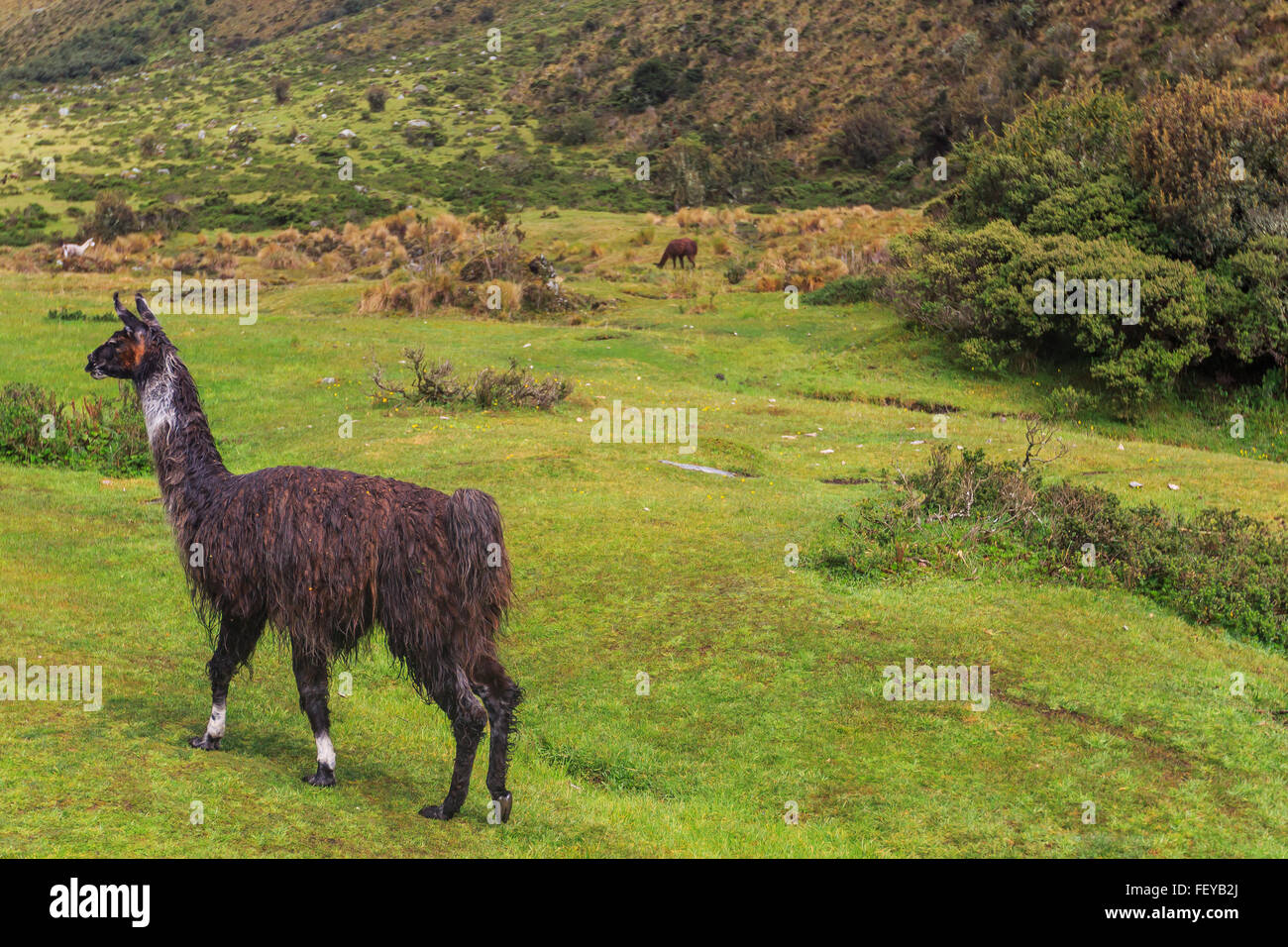 De l'Inca vers le Machu Picchu (également connu sous le nom de Camino Inca). Situé dans la cordillère des Andes, le sentier traverse plusieurs ty Banque D'Images De l'Inca vers le Machu Picchu (également connu sous le nom de Camino Inca). Situé dans la cordillère des Andes, le sentier traverse plusieurs ty Banque D'Images