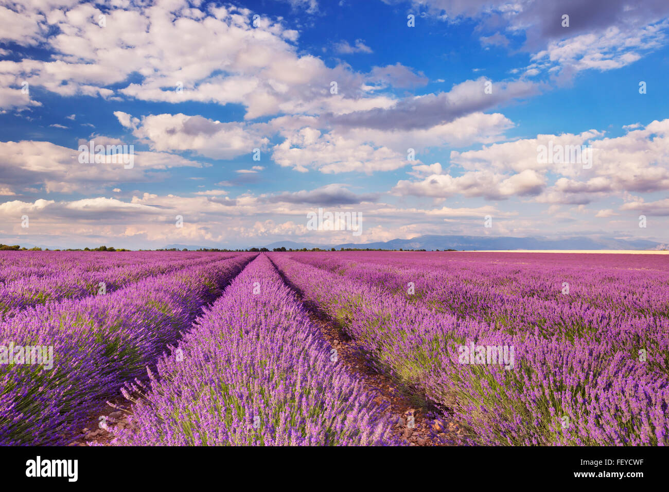 Les champs de lavande en fleurs sur le plateau de Valensole en Provence dans le sud de la France. Banque D'Images