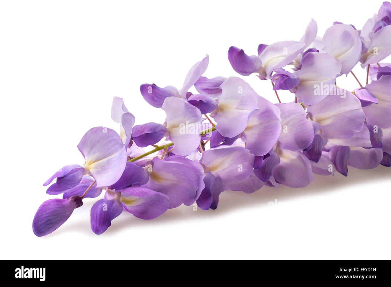 Les fleurs de glycine isolé sur fond blanc Banque D'Images