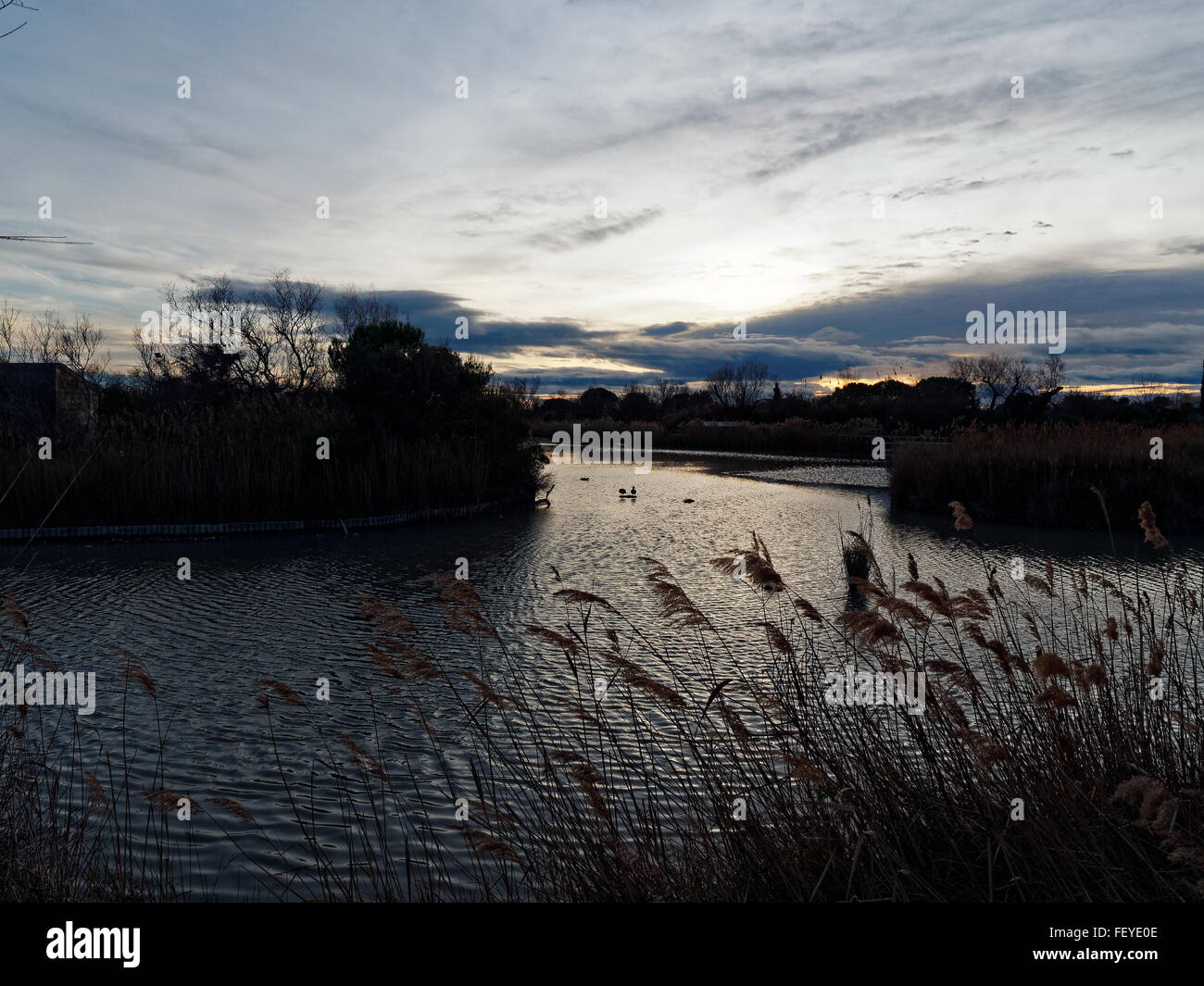 Parc ornithologique de pont de Gau, Camargue, Provence, France Banque D'Images