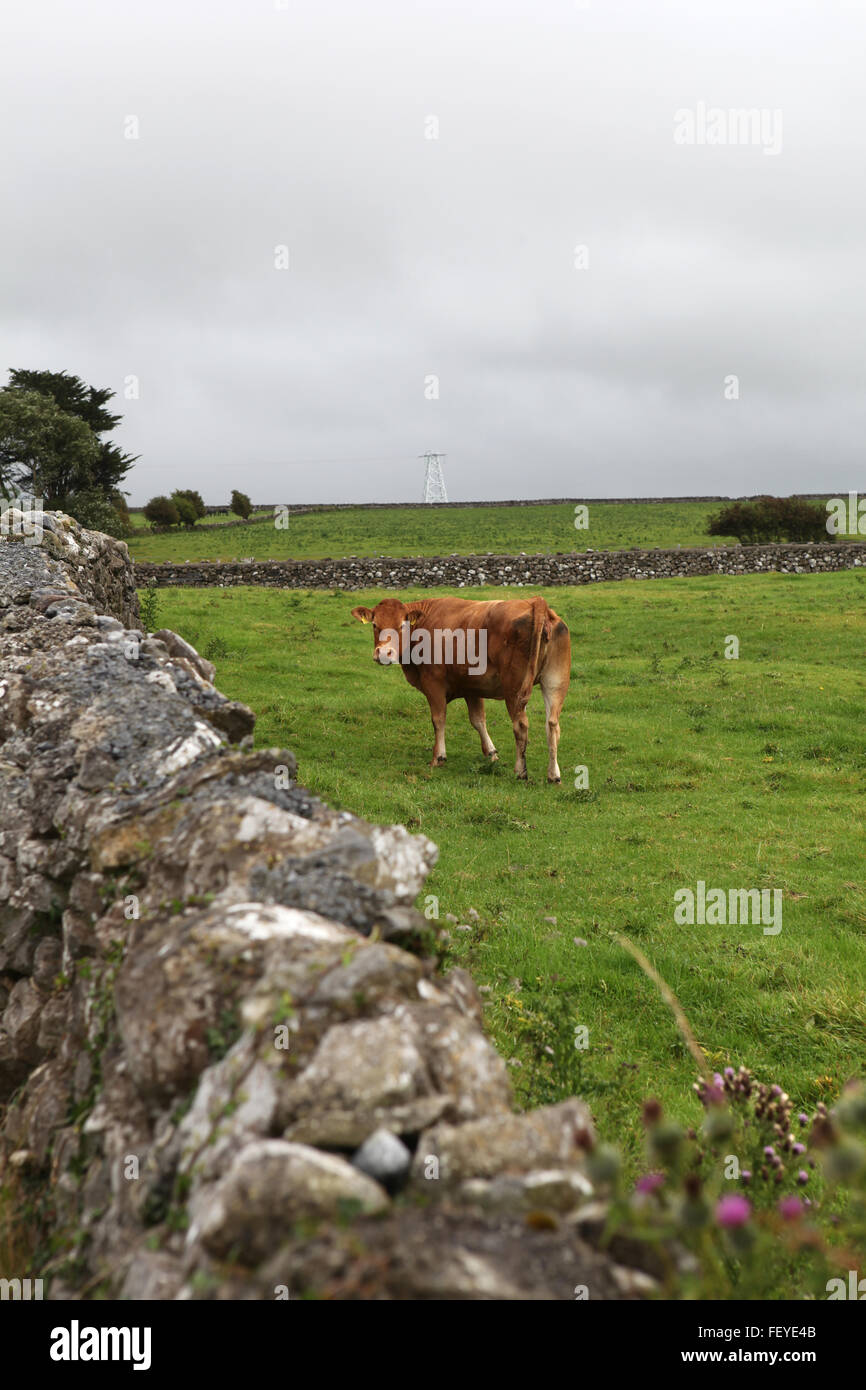 Le pâturage du bétail dans un champ, dans le comté de Galway, Irlande, Banque D'Images