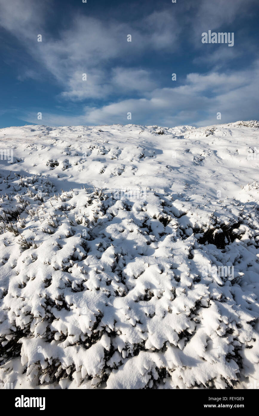 Landes couvertes de neige sur Bleaklow dans le Derbyshire. Après-midi faible lumière du soleil sur les monticules de neige couvertes de tourbe et de bruyère. Banque D'Images