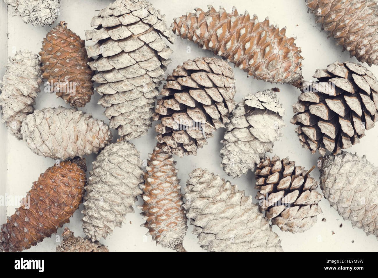 Vintage hiver composition, vue d'en haut des pommes de pins sur la texture du bois blanc. Banque D'Images