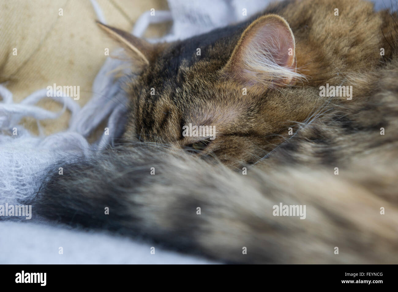 Sweet Chat Tigre Poil Long Race De Chats Accueil Vie De Animaux Domestiques Photo Stock Alamy Sweet Chat Tigre Poil Long Race De Chats Accueil Vie De Animaux Domestiques Photo Stock Alamy