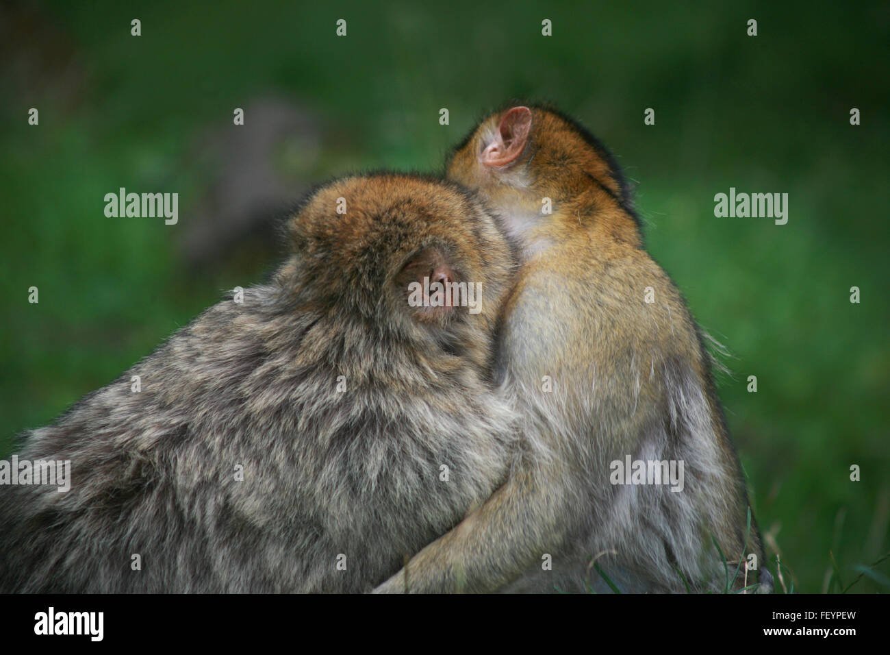 Safari, monkey baby, couleur, des singes à l'état sauvage, la mère et le bébé singe singe singe, caresser, hug, hug, sauvage, animal, créature Banque D'Images