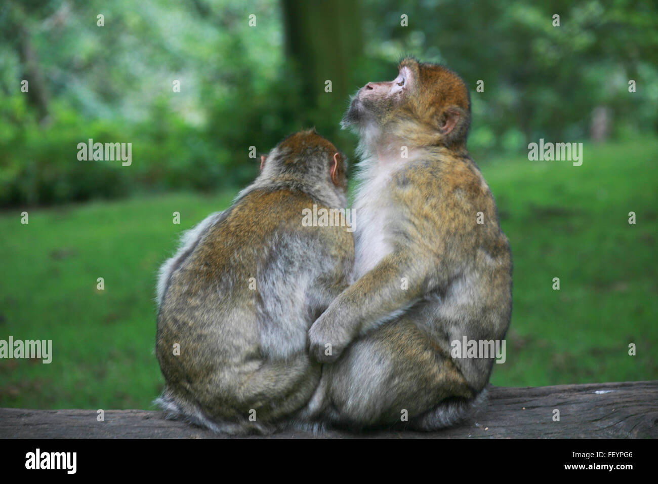 Safari, monkey baby, couleur, des singes à l'état sauvage, la mère et le bébé singe singe singe, caresser, hug, hug, sauvage, animal, créature Banque D'Images