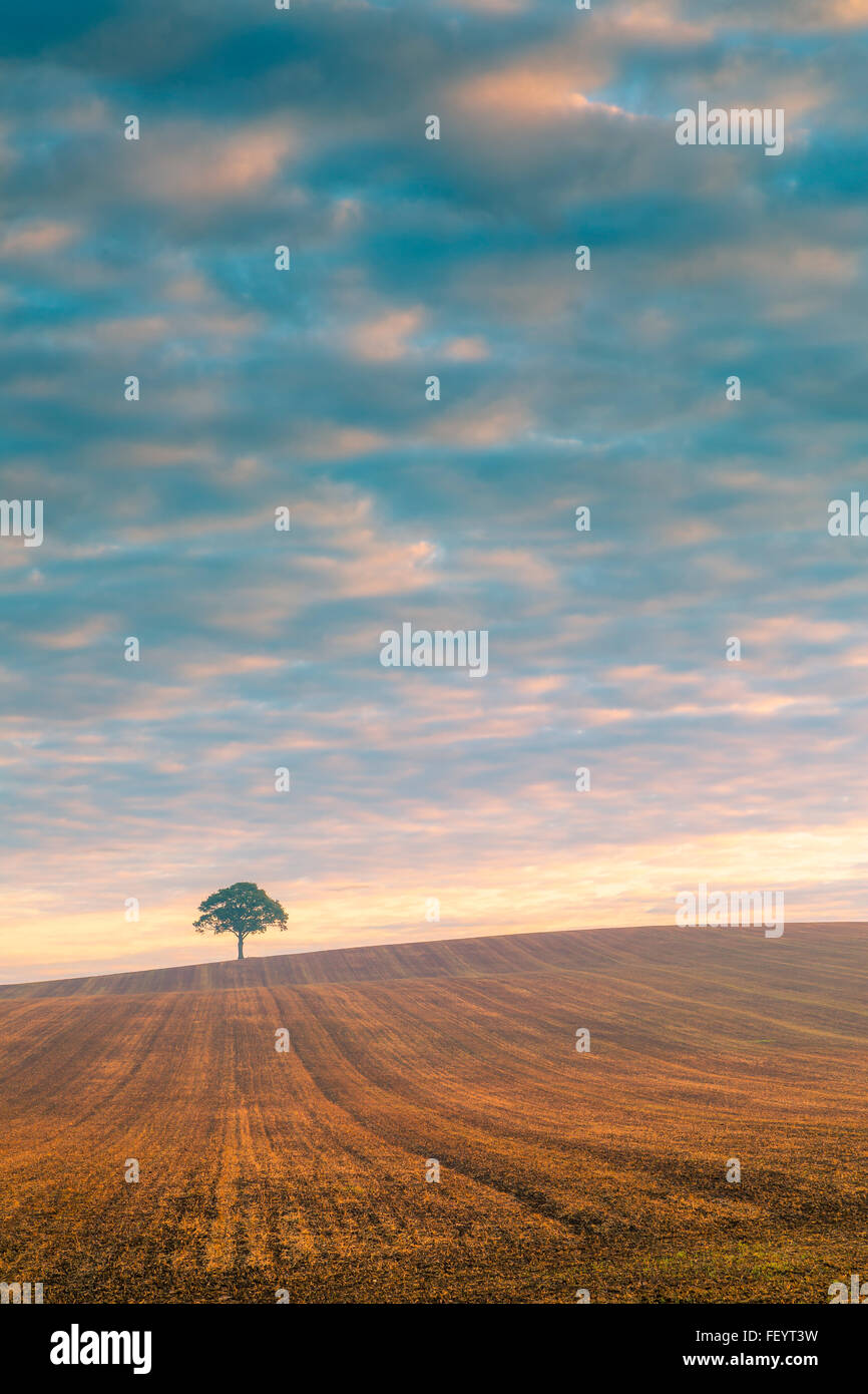 Un arbre isolé sur l'horizon au lever du soleil. Banque D'Images