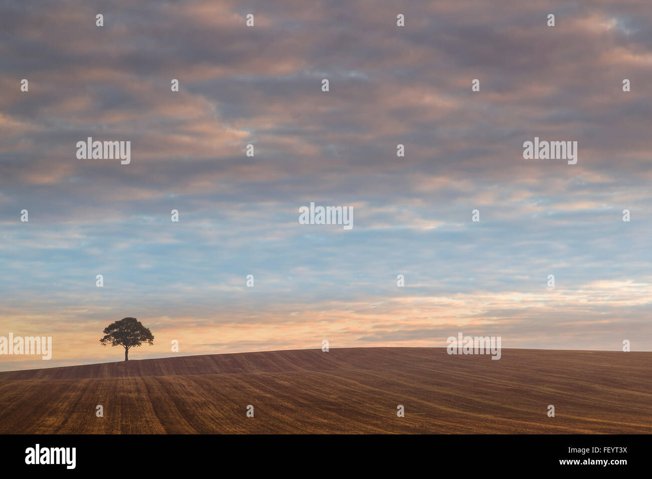Un arbre isolé au lever du soleil. Banque D'Images