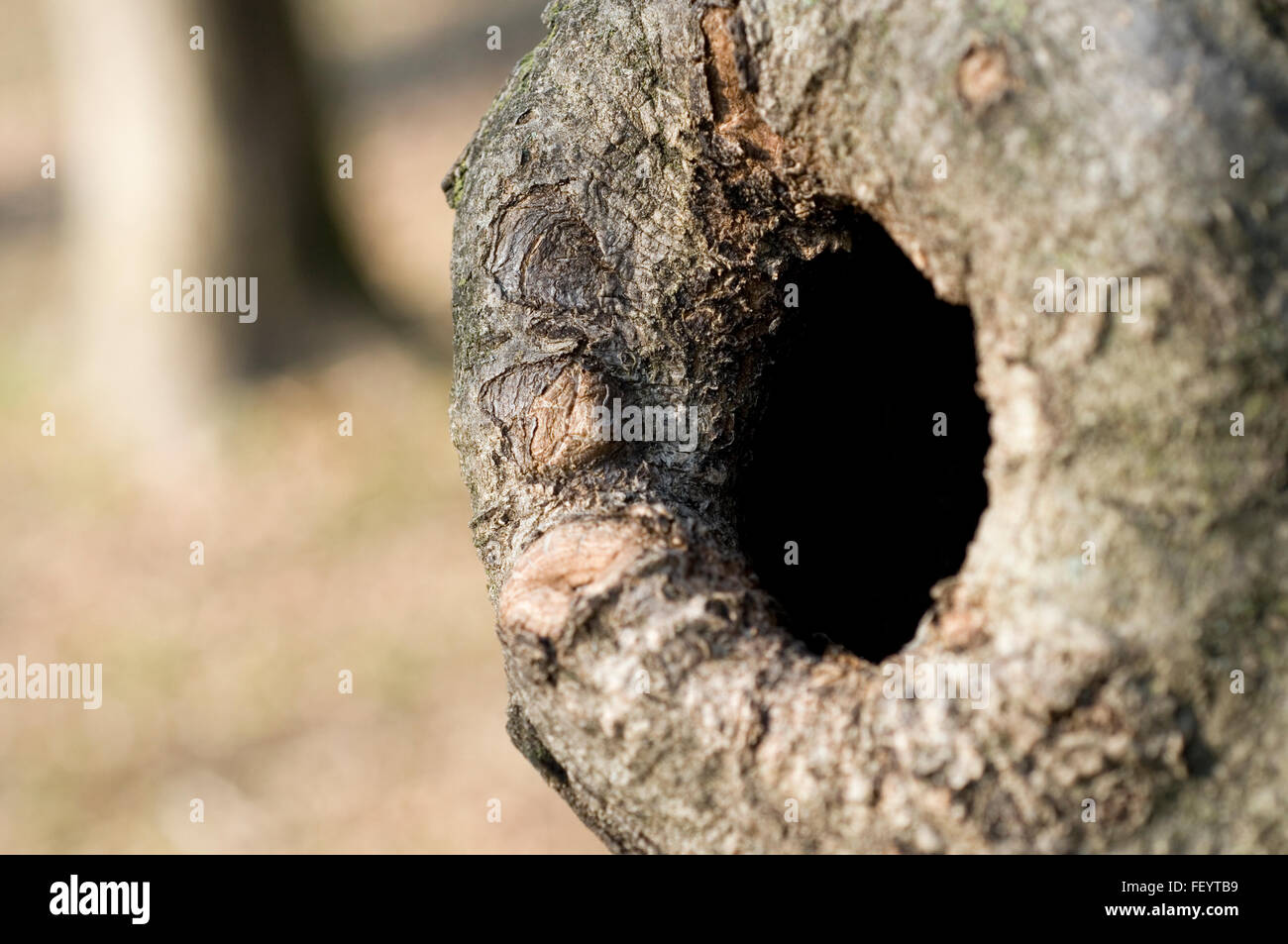 Knothole dans un tronc d'arbre Banque D'Images