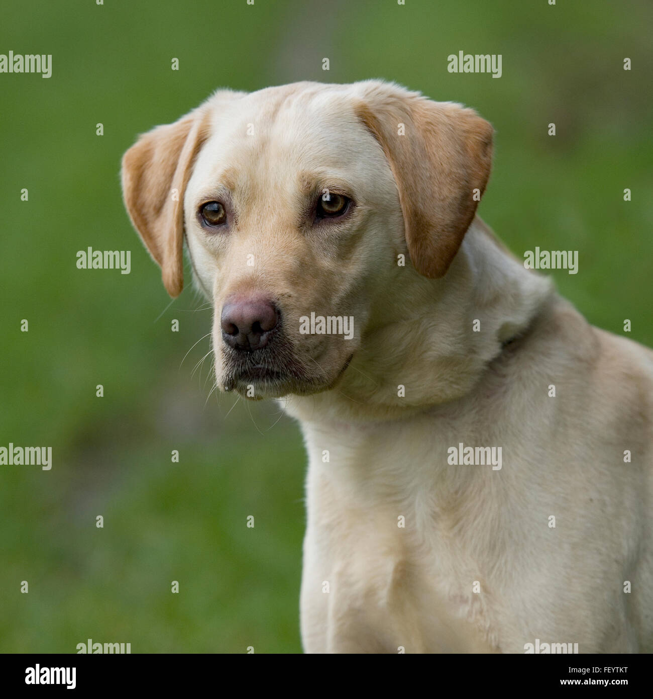 Labrador Retriever jaune Banque D'Images