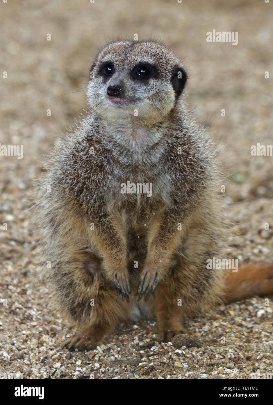 Suricatta Suricata Banque d'image et photos Alamy