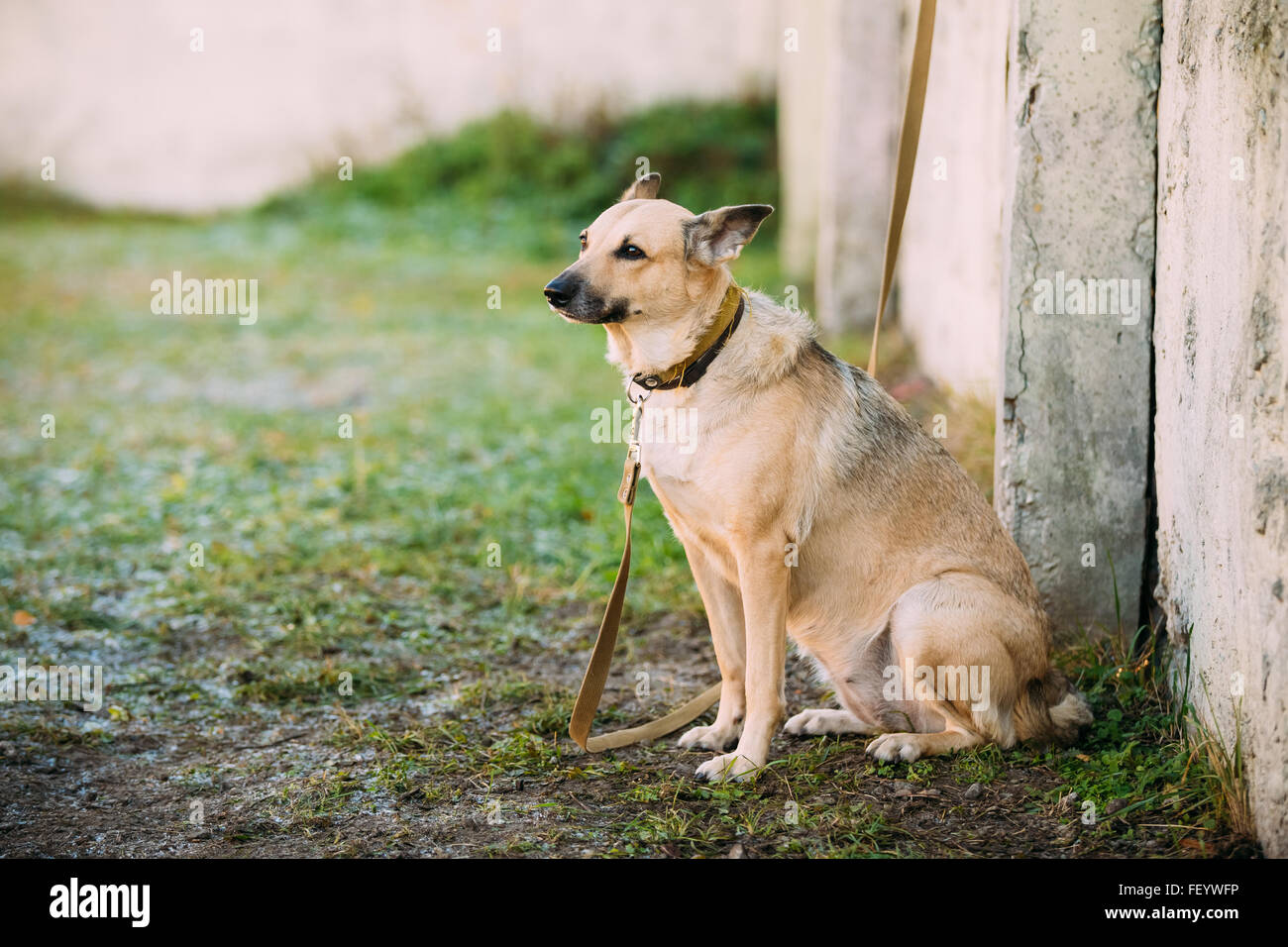 Mixed Breed dog sitting brun de taille moyenne près de clôture Banque D'Images