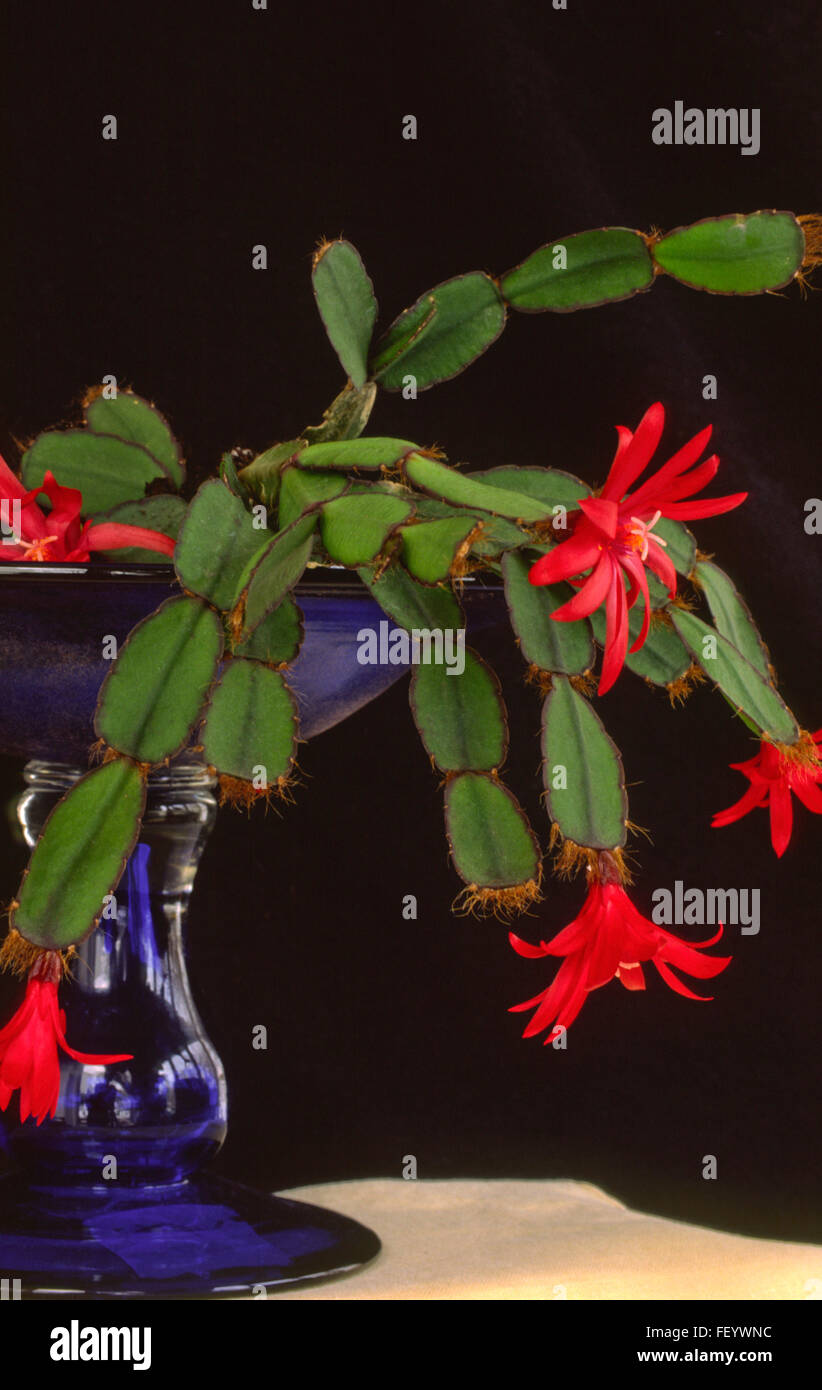 Rhipsalidopsis x graeseri Cactus de Pâques Banque D'Images