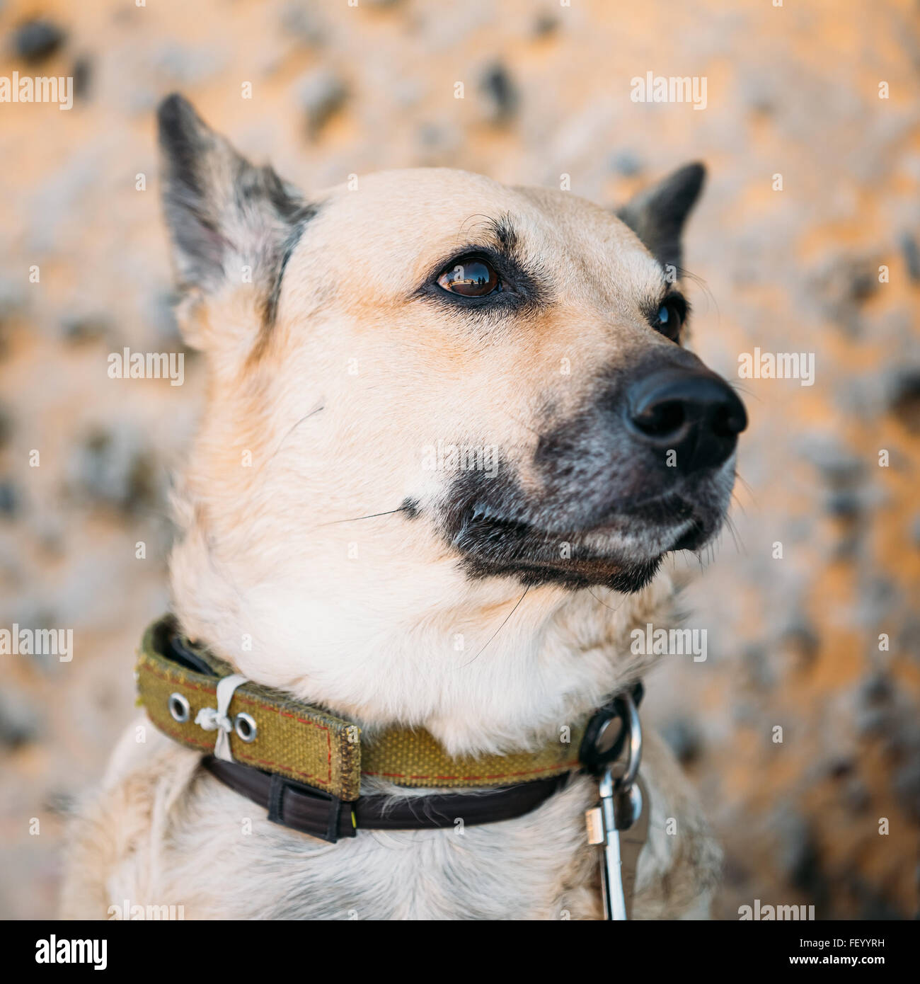 Funny Mixed Breed Dog marron, de taille moyenne, Close Up Banque D'Images
