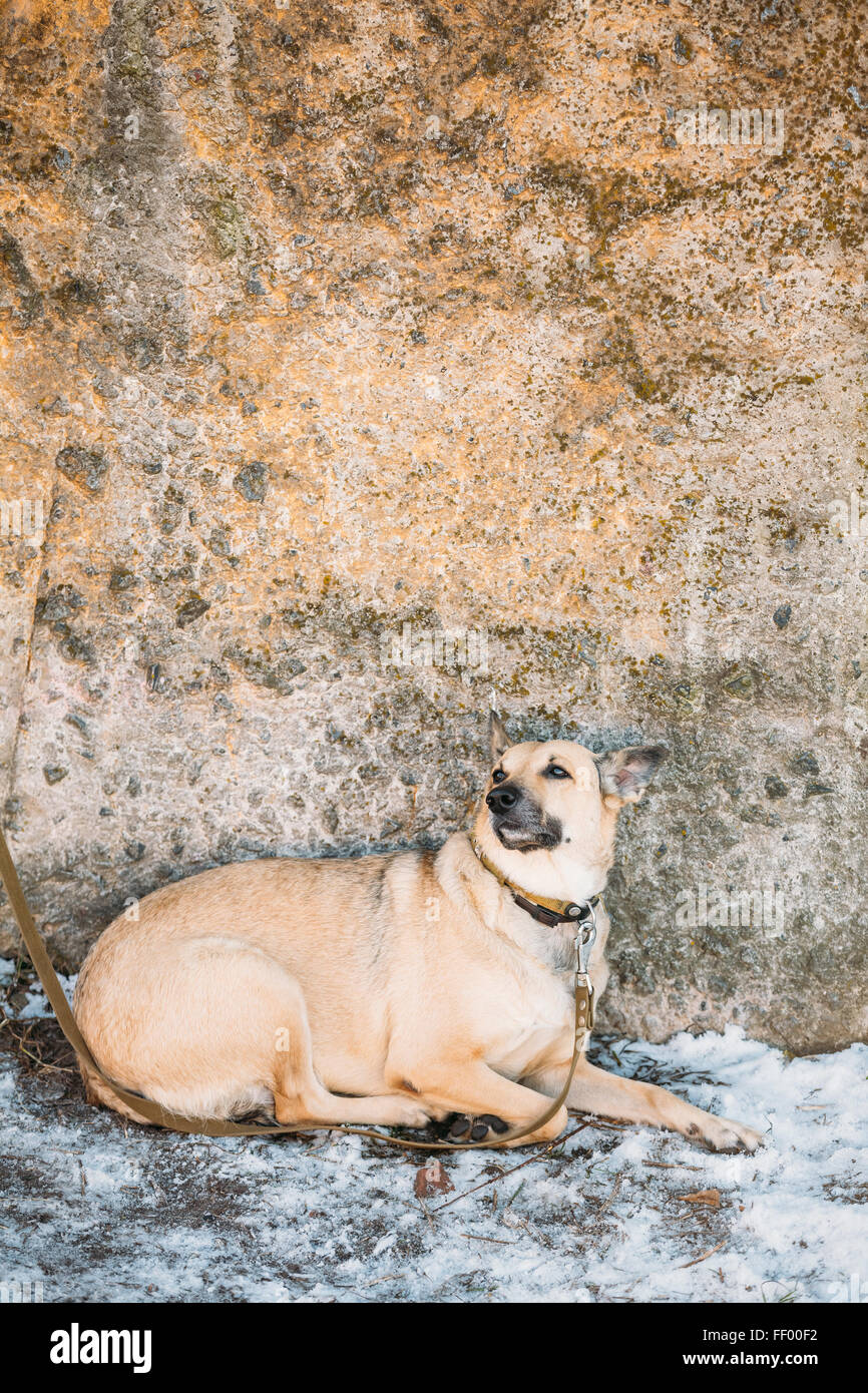 Mixed Breed Dog marron de taille moyenne se trouve piscine Banque D'Images