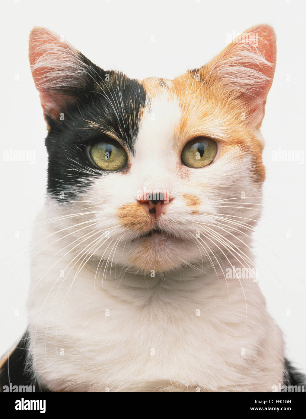 Visage d'une écaille et blanc Manx chat (Felis catus) Banque D'Images