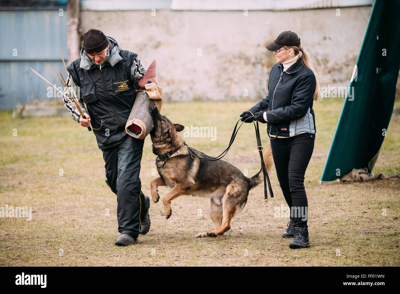 GOMEL, Bélarus - 12 décembre 2015 : la formation de chien de berger allemand en club de sport régional de Gomel et décoratif chien-reproduction. Bitt Banque D'Images