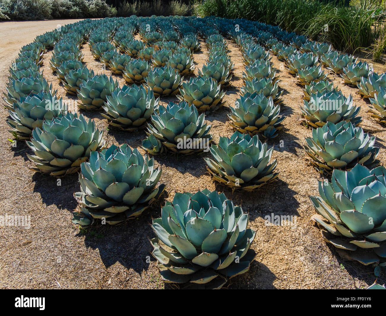 Jardin de cactus à Sunnylands Jardins Centre Visitor Centre à Palm Desert, Californie. Banque D'Images