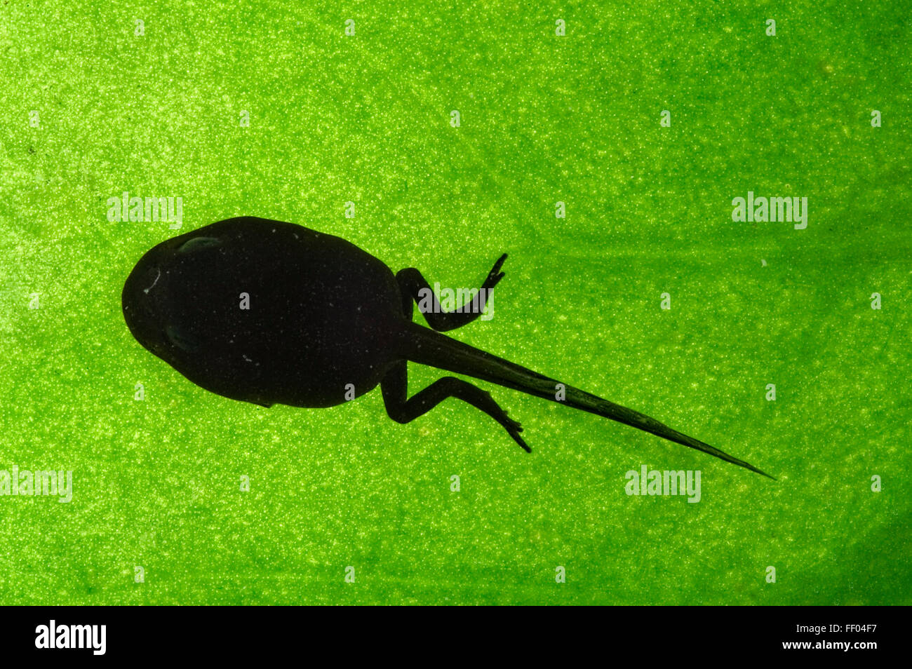 European common frog (Rana temporaria) tadpole les pattes de Banque D'Images