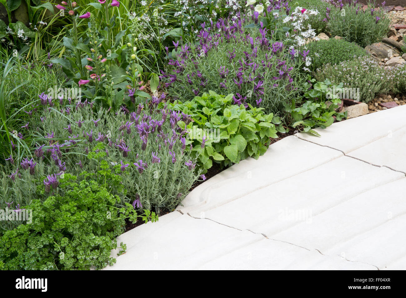 Petit jardin de cuisine avec chemin de pavage en pierre Portland bordé d'herbes persil français lavande citron baume thym printemps été Royaume-Uni Banque D'Images