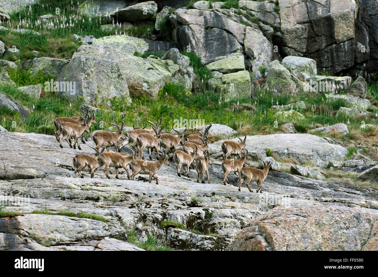 Western Spanish des bouquetins (Capra pyrenaica victoriae) groupe masculin traversant une pente de montagne, la Sierra de Gredos, Espagne Banque D'Images