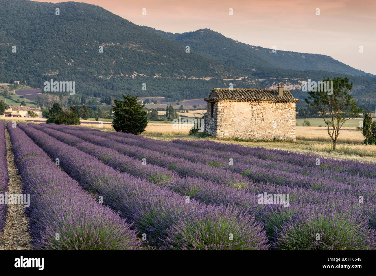 La Lavande, Champ, Lavandula angustifolia, Plateau de Valensole, France, Provence-Alpes-Côte d'Azur, France Banque D'Images