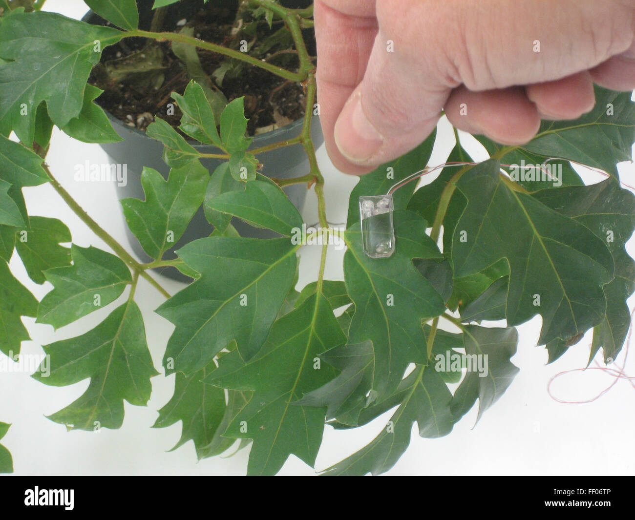 Les systèmes de survie de la NASA conçus pour les missions spatiales de longue durée ont conduit à de nombreuses retombées technologiques, y compris des applications pour les plantes dans l'espace et des progrès dans les contrôles environnementaux. Banque D'Images