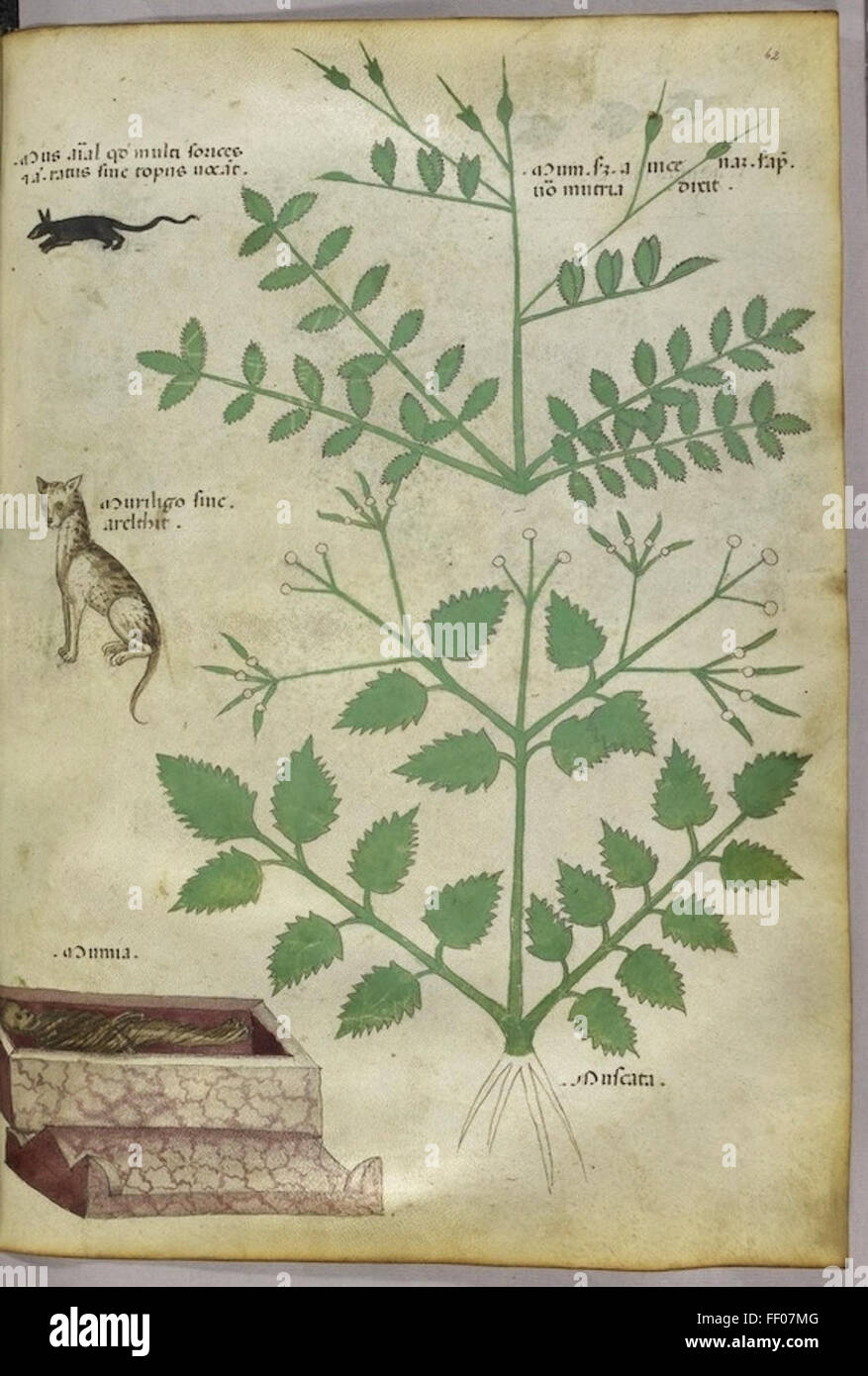 Illustration de Tractatus de Herbis Banque D'Images