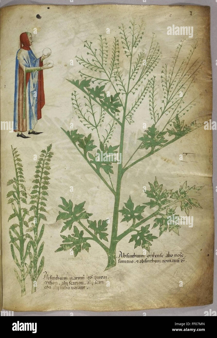 Illustration de Tractatus de Herbis Illustration de Tractatus de Herbis Banque D'Images
