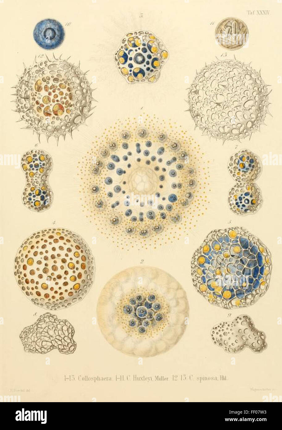 Illustration de Ernst Haeckel's Illustration de radiolaires existent d'Ernst Haeckel de radiolaires existent. Banque D'Images