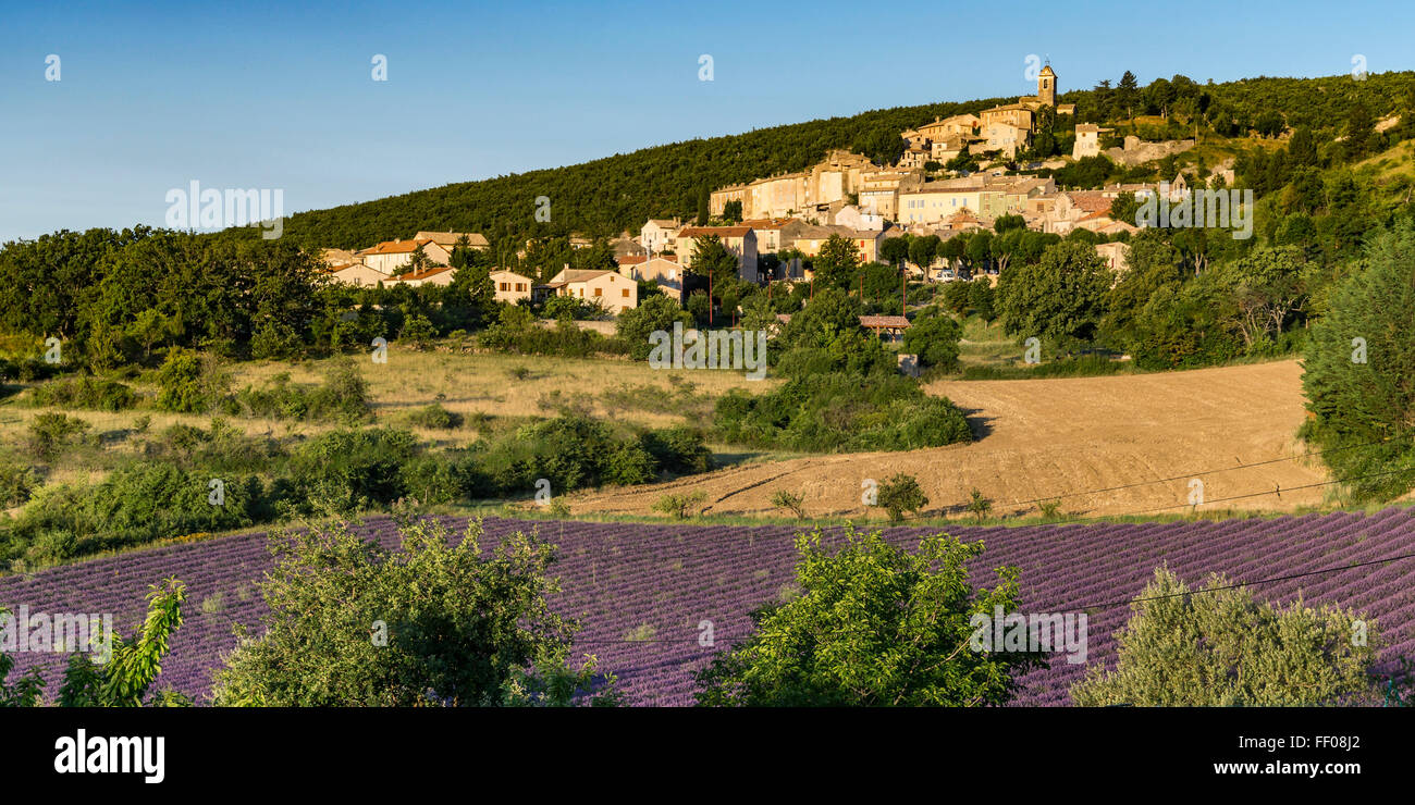 Village de Banon, champ de lavande, Alpes-de-Haute-Provence France Banque D'Images