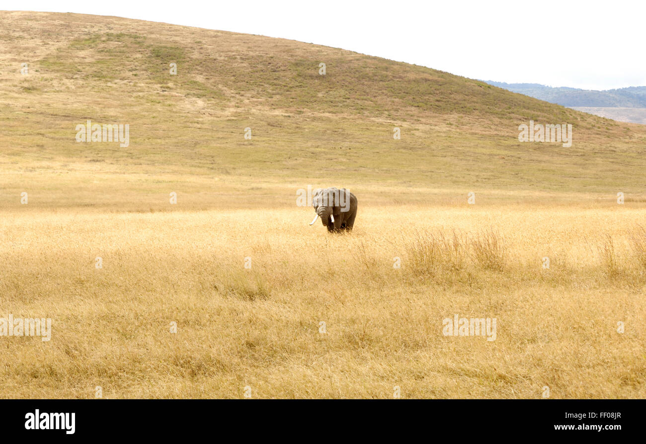 L'éléphant au Ngorongoro Crater Banque D'Images