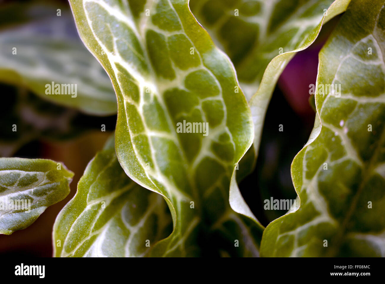 Plante toxique / Arum italicum / Italian Lords-and-Ladies Photo Stock -  Alamy