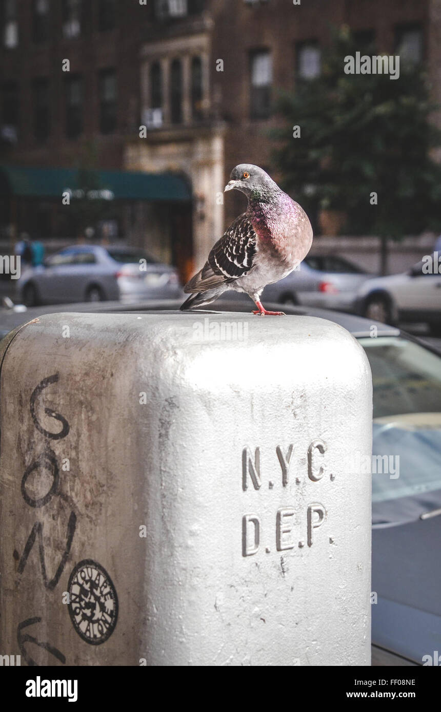 Pigeon sur NYC Street Pigeon sur NYC Street Banque D'Images