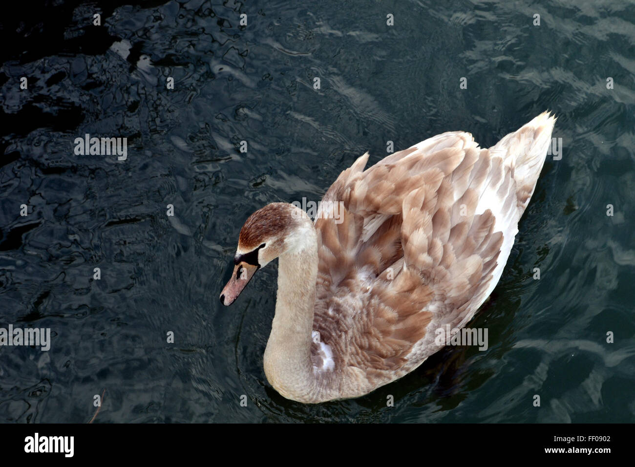 Flottant dans l'eau Swan Swan Floating in Water Banque D'Images