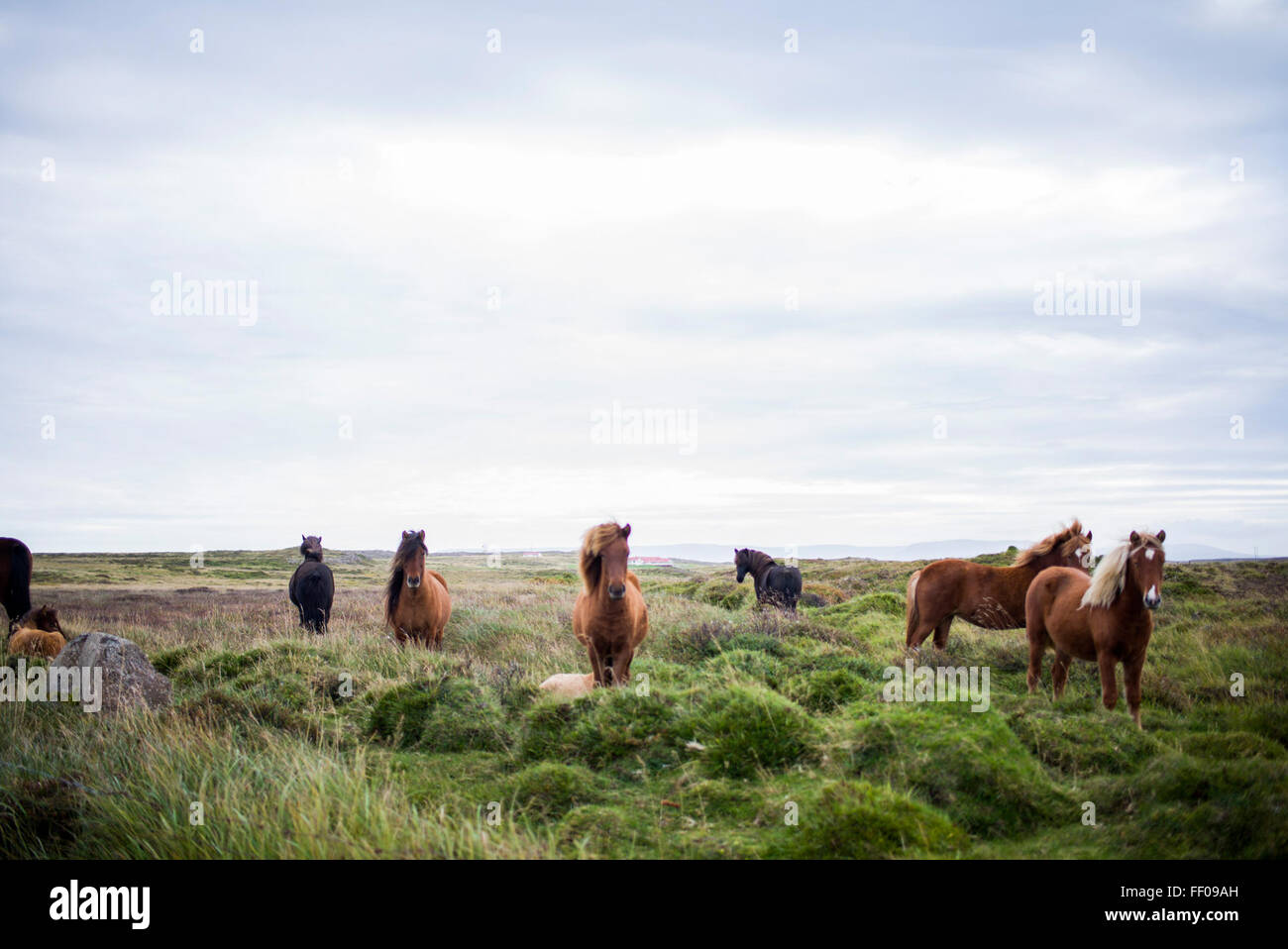 Un groupe de chevaux qui paissent paisiblement dans un champ ouvert. Les chevaux, avec leur manteau brun élégant, sont un spectacle commun dans les zones rurales où ils errent librement sur les vastes prairies. Banque D'Images