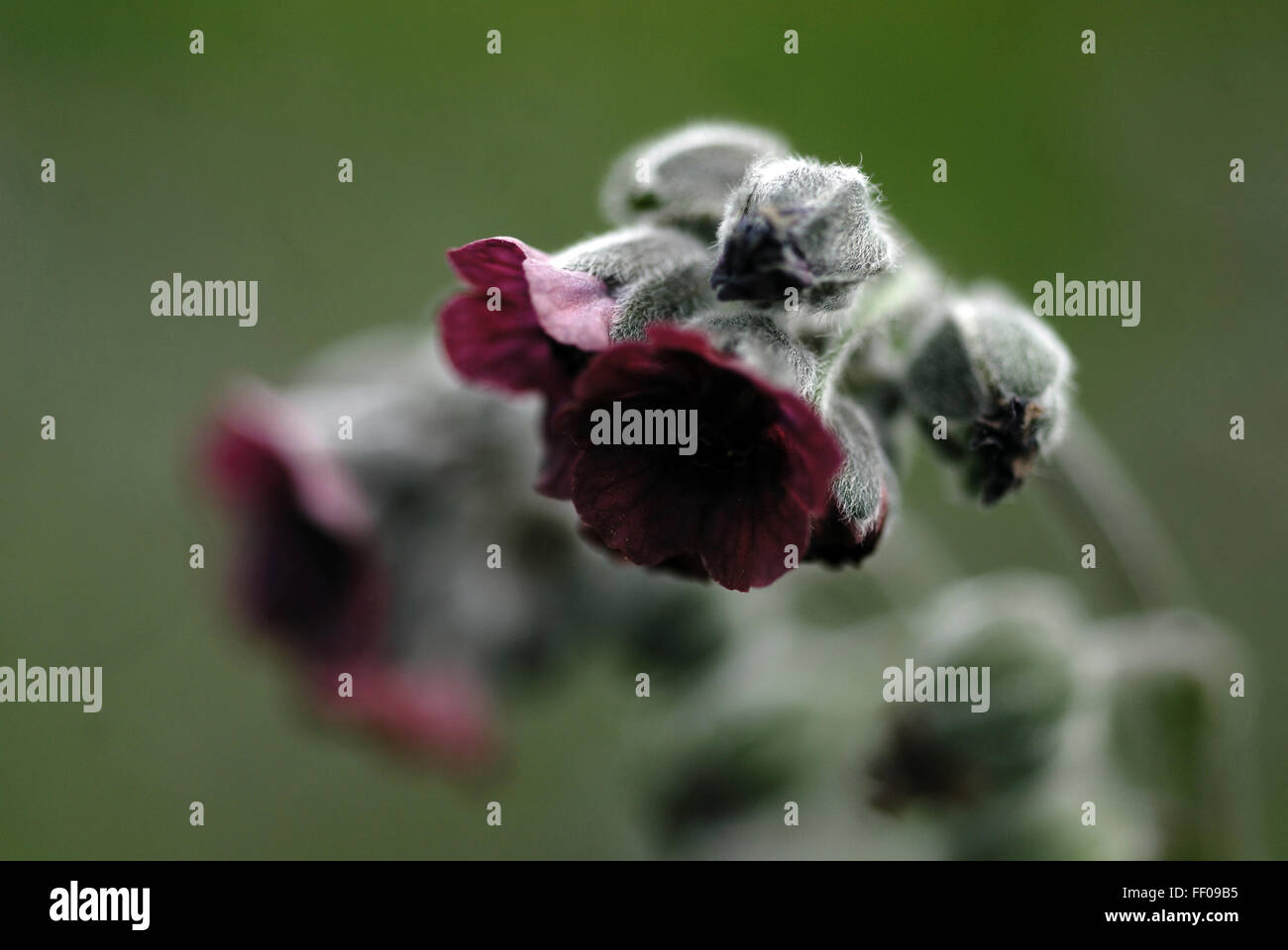 Plante toxique / Cynoglossum officinale / houndstongue Banque D'Images