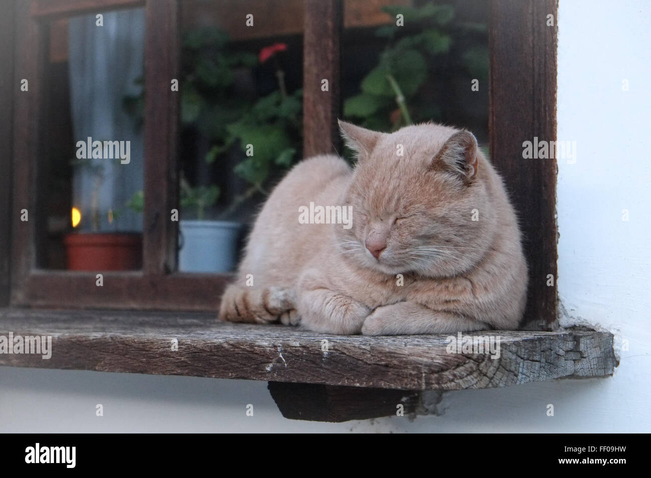 Sleepy Cat on Windowsill Beige Beige sur rebord de la chat endormi Banque D'Images