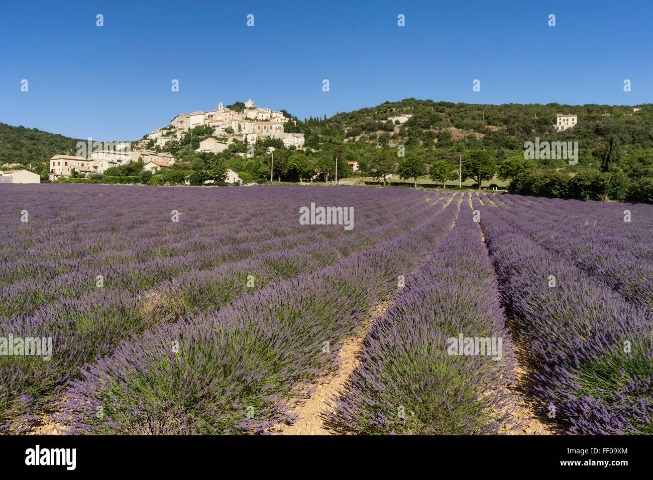 Champ de lavande , Village , Simiane la Rotonde Alpes de Haute Provence, paysage, Provence, France Banque D'Images