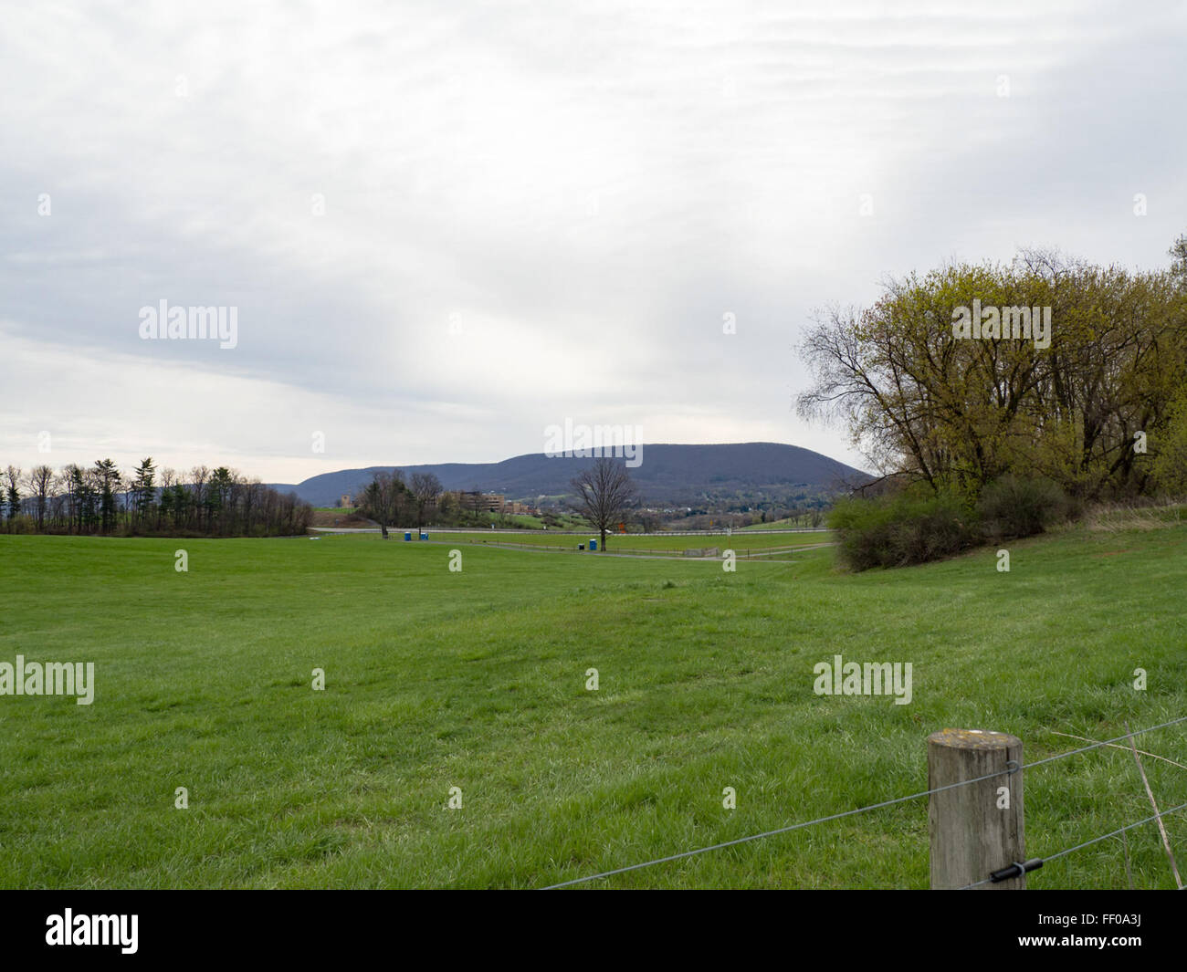 Un grand champ d'herbe verte, situé sous un ciel lumineux avec un arbre à l'horizon, mettant en valeur un paysage extérieur serein et expansif. Banque D'Images