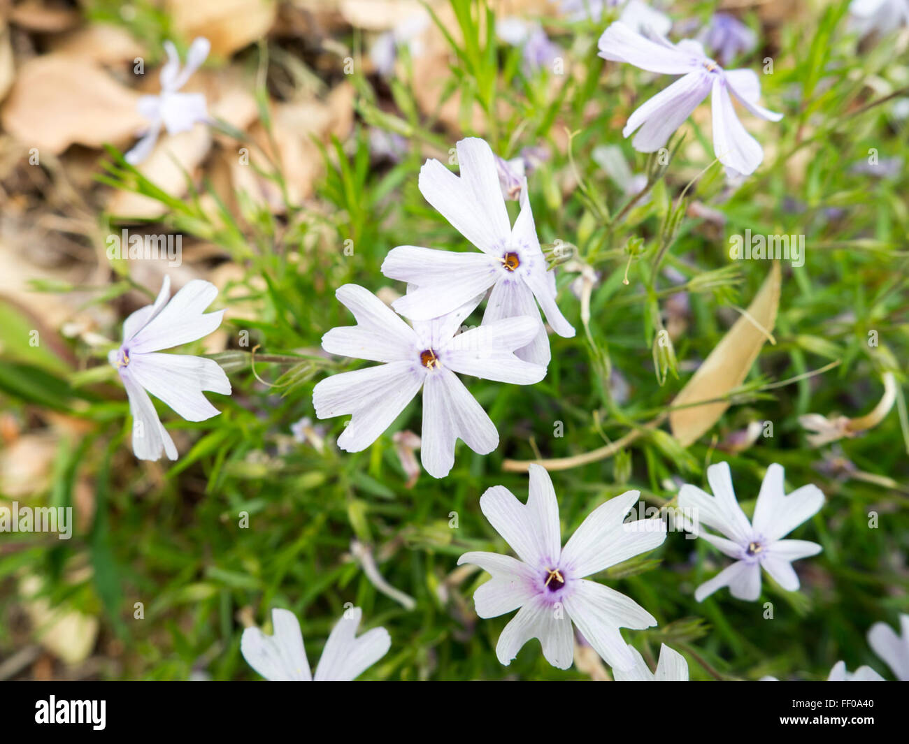 Fleurs aux délicates fleurs à pétales blancs avec de délicats pétales blancs Banque D'Images