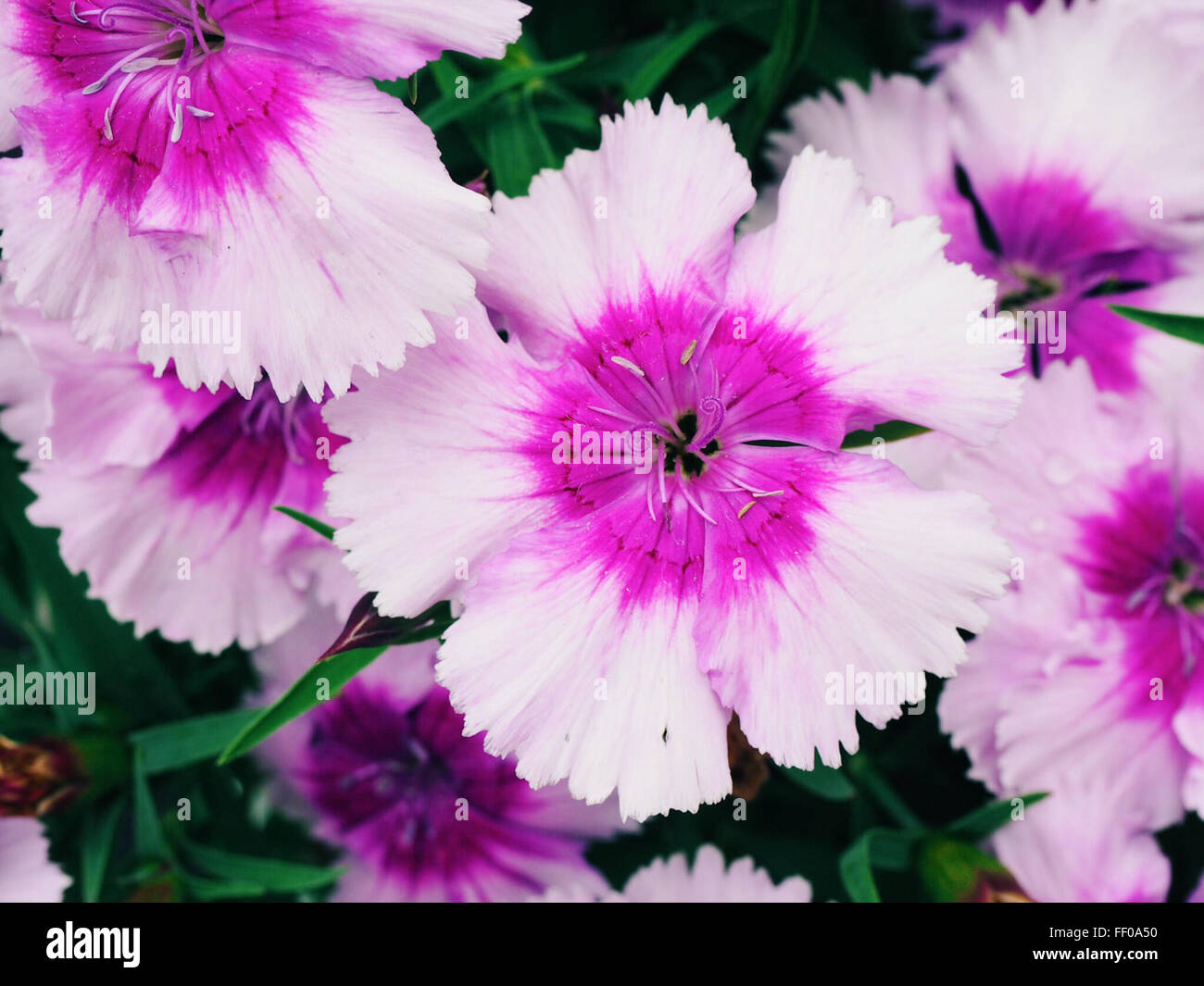 Violet et mauve et violet fleurs fleur pourpre Banque D'Images