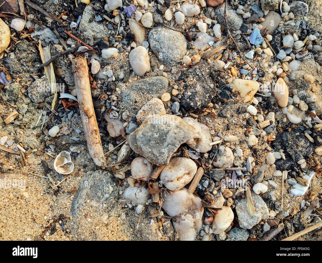 Des pierres, des coquillages, du sable et des pierres sur la plage, des coquillages, et de sable sur la plage Banque D'Images