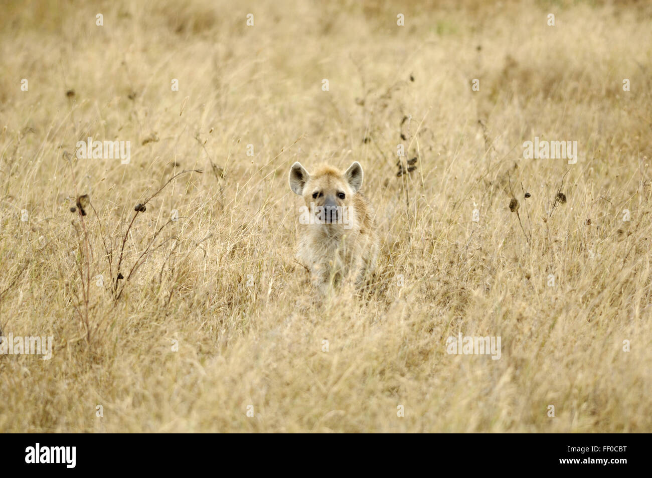 L'hyène tachetée dans le cratère du Ngorongoro Banque D'Images