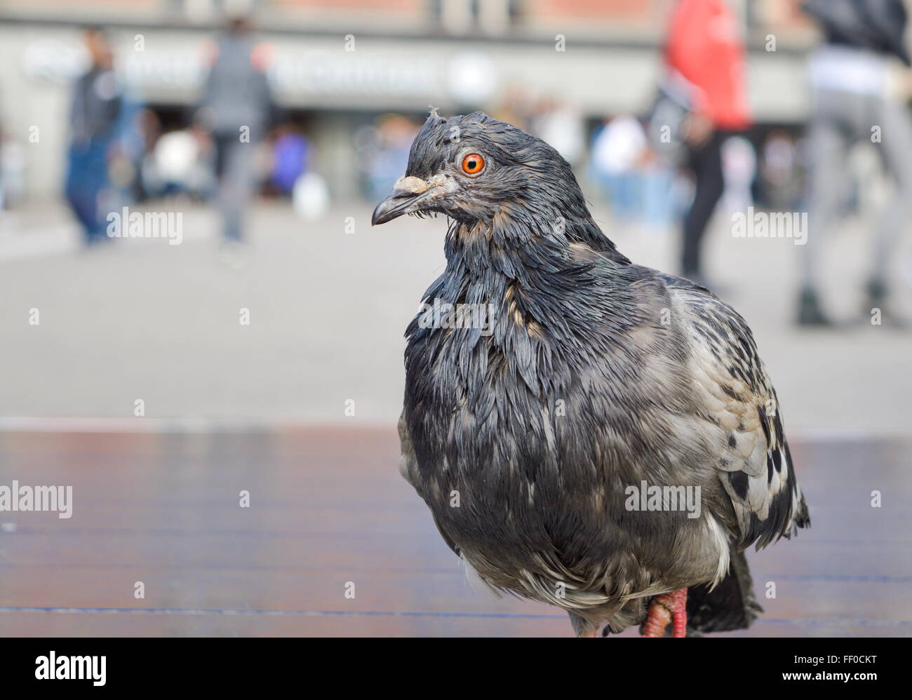 Portrait d'une sale et humide dans la rue pigeon Banque D'Images