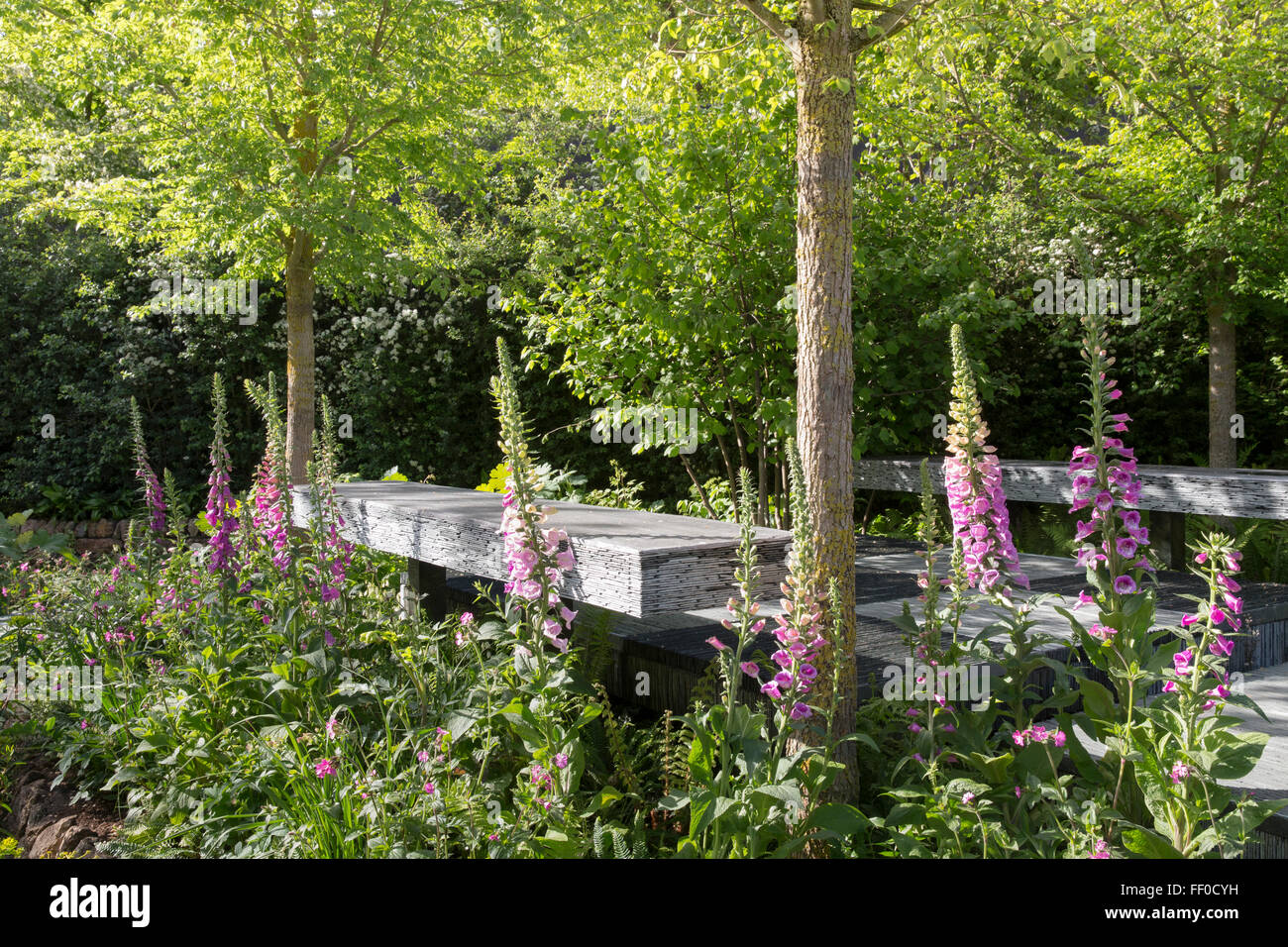 L'Brewin Dolphin Jardin - Banc de jardin en ardoise, Digitalis purpurea - common Foxglove - Designer Darren Banque D'Images