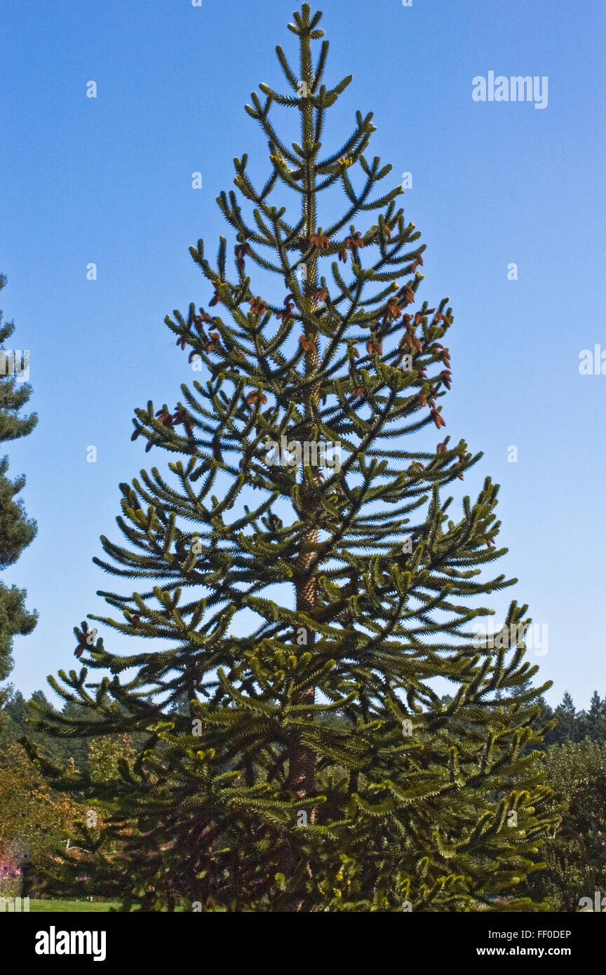 Araucaria araucana / Monkey Puzzle Tree Banque D'Images