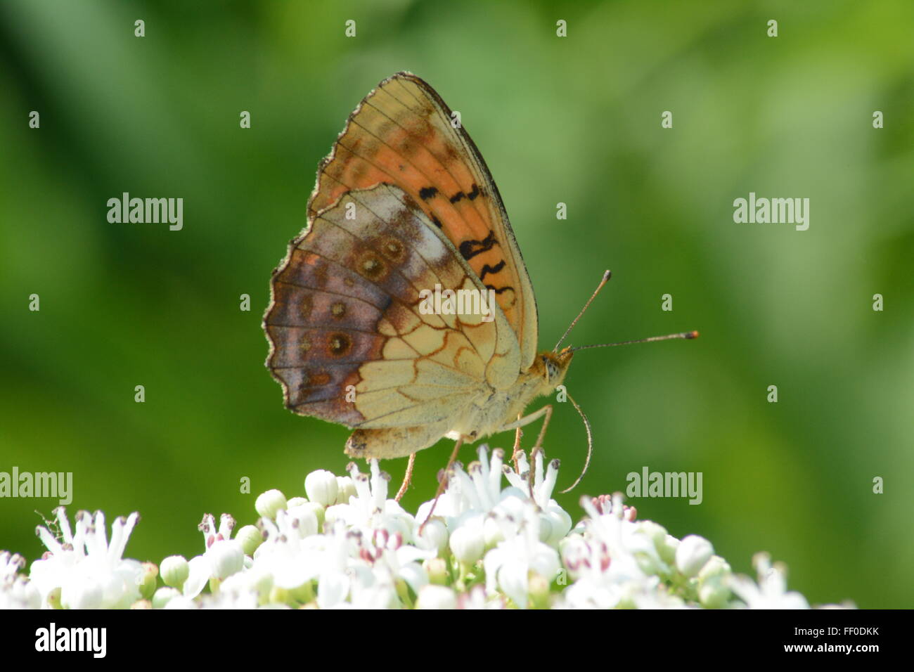 Marbled fritillary butterfly (Brenthis daphne) nectar sur les fleurs dans le Nord de la Grèce Banque D'Images